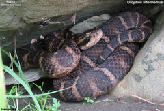 Gloydius intermedius