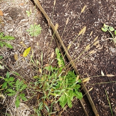 Setaria