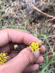 Hymenopappus filifolius