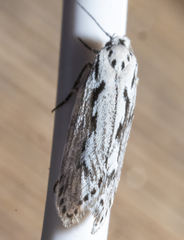 Ethmia discostrigella