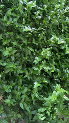 Tradescantia fluminensis