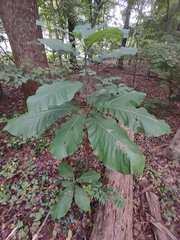 Magnolia macrophylla