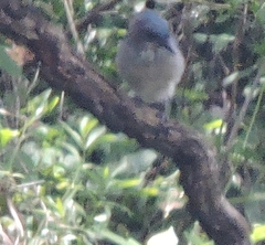 Aphelocoma woodhouseii