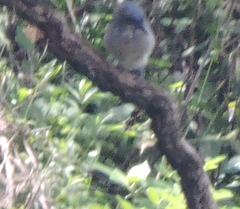 Aphelocoma woodhouseii