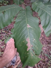Magnolia macrophylla