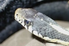 Thamnophis elegans elegans