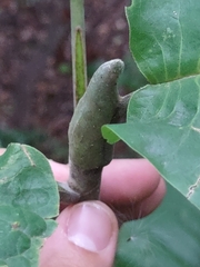 Magnolia macrophylla