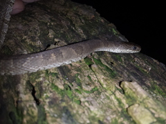 Nerodia sipedon insularum