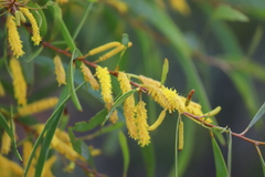 Acacia julifera julifera