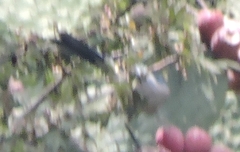 Aphelocoma woodhouseii