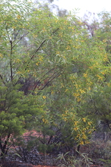 Acacia julifera julifera