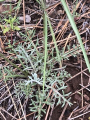 Hymenopappus filifolius