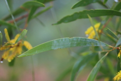 Acacia julifera julifera