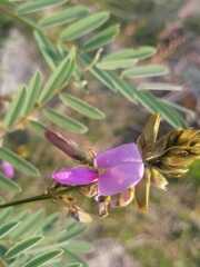 Indigofera australis
