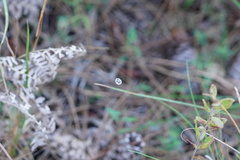 Mangora