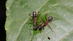 Dolichoderus attelaboides