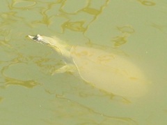 Apalone spinifera pallida