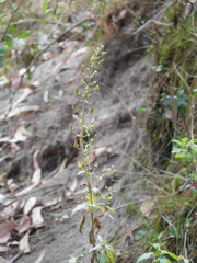 Alonsoa meridionalis