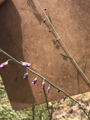 Pennellia longifolia