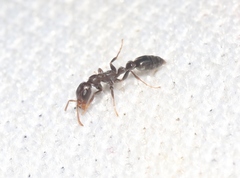 Pseudomyrmex cubaensis