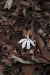 Caladenia catenata