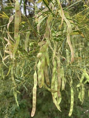 Acacia linifolia