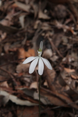 Caladenia catenata