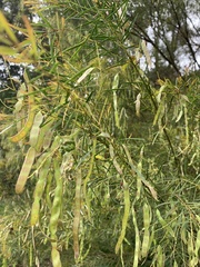 Acacia linifolia