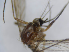 Aedes infirmatus