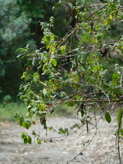 Minthostachys mollis