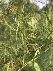 Acacia linifolia