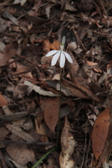 Caladenia catenata
