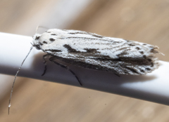 Ethmia discostrigella