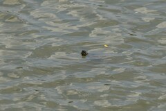 Pseudemys concinna concinna