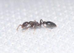 Pseudomyrmex cubaensis