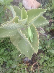 Abracris flavolineata