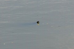 Pseudemys concinna concinna