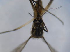 Aedes trivittatus