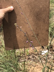 Pennellia longifolia