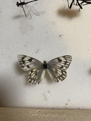 Pontia occidentalis
