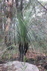 Xanthorrhoea