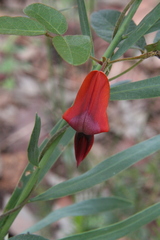 Kennedia rubicunda