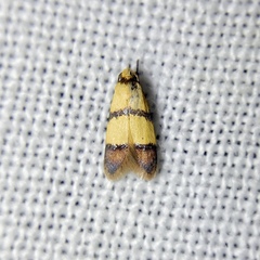 Heteroteucha distephana