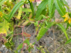 Euphorbia vermiculata