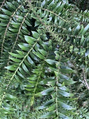 Araucaria bidwillii