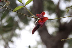 Kennedia rubicunda
