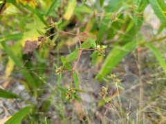Euphorbia vermiculata