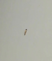 Gisilia thoracista