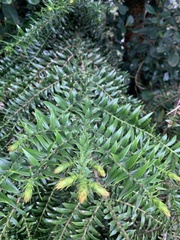 Araucaria bidwillii