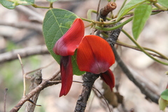 Kennedia rubicunda